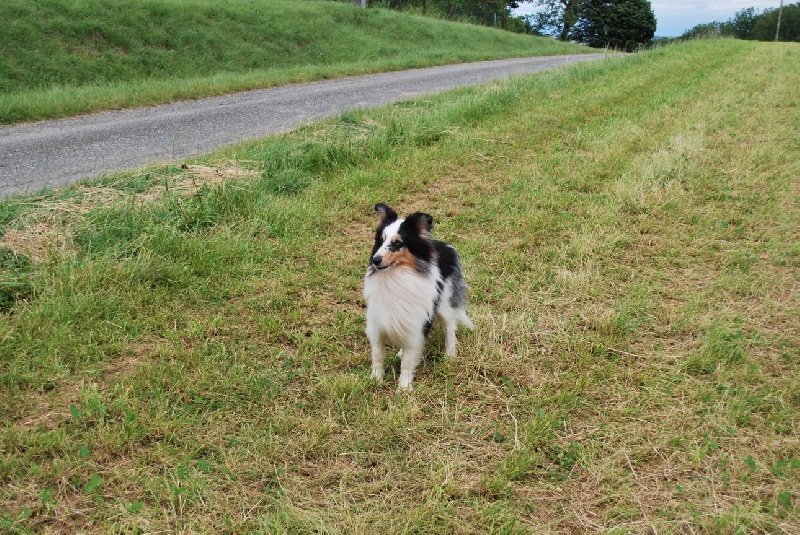 Publication : Des Reflets De Braises