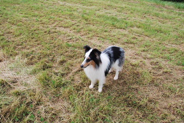 Publication : Des Reflets De Braises