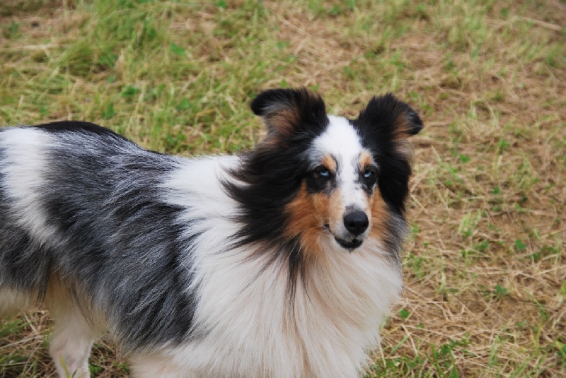 Publication : Des Reflets De Braises