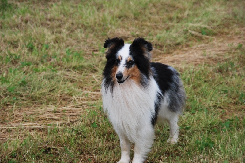 Publication : Des Reflets De Braises