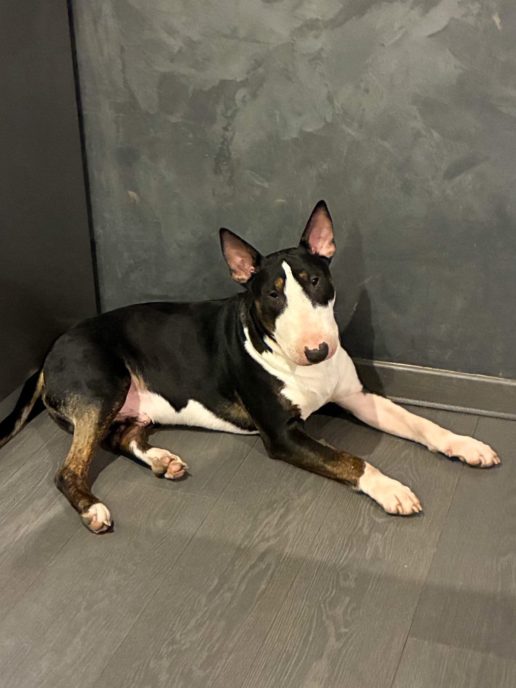 Famous Bull Inside  Ace Of Spades