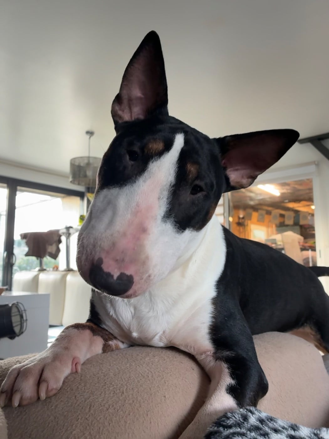 Famous Bull Inside  Ace Of Spades