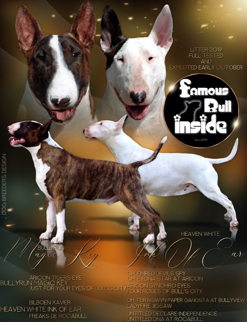 Chiot Elevage Famous Bull Inside eleveur de chiens Bull Terrier