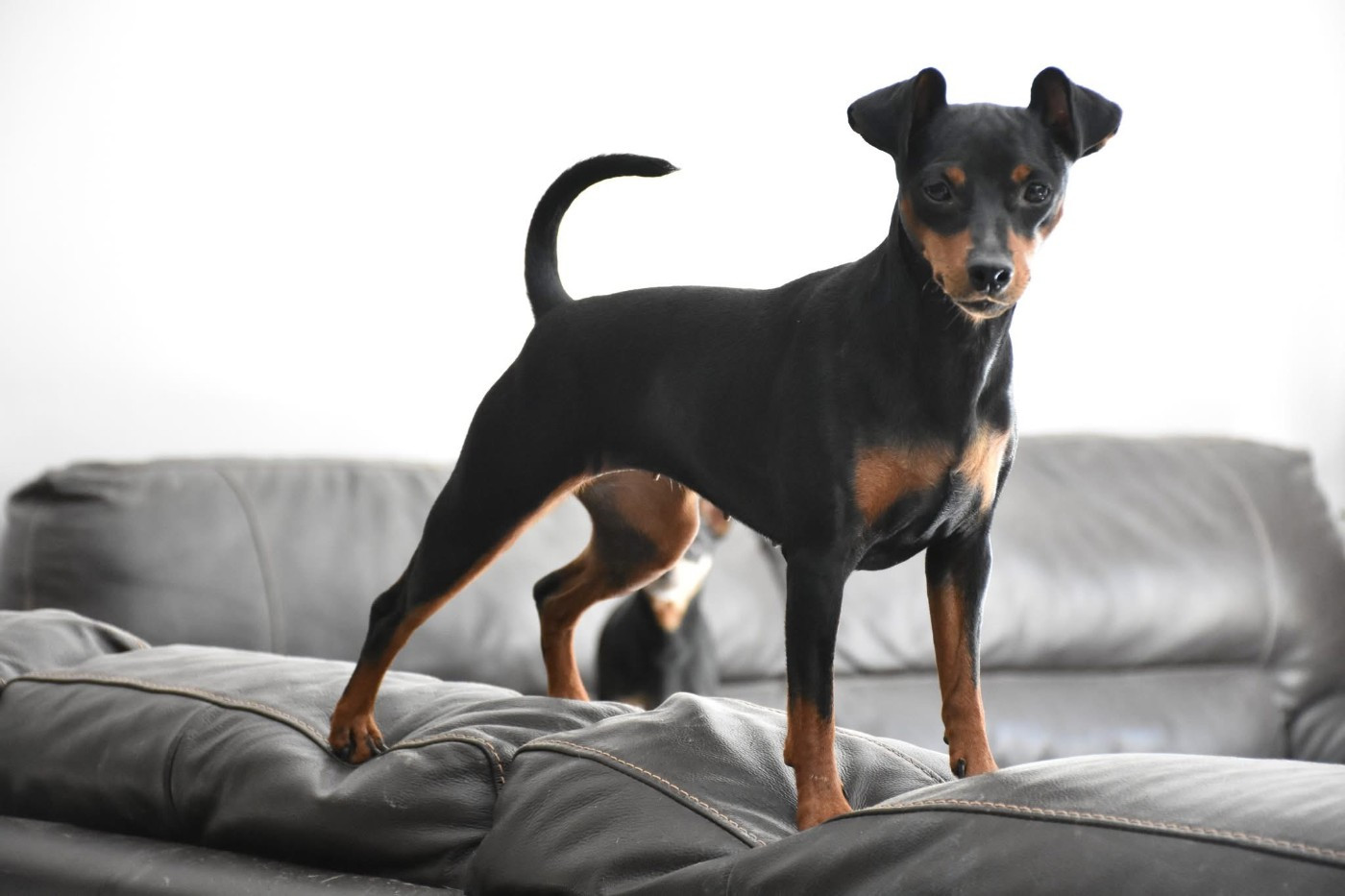 Publication : The Sweet Dream Of Cristale Auteur : Sweet Dream