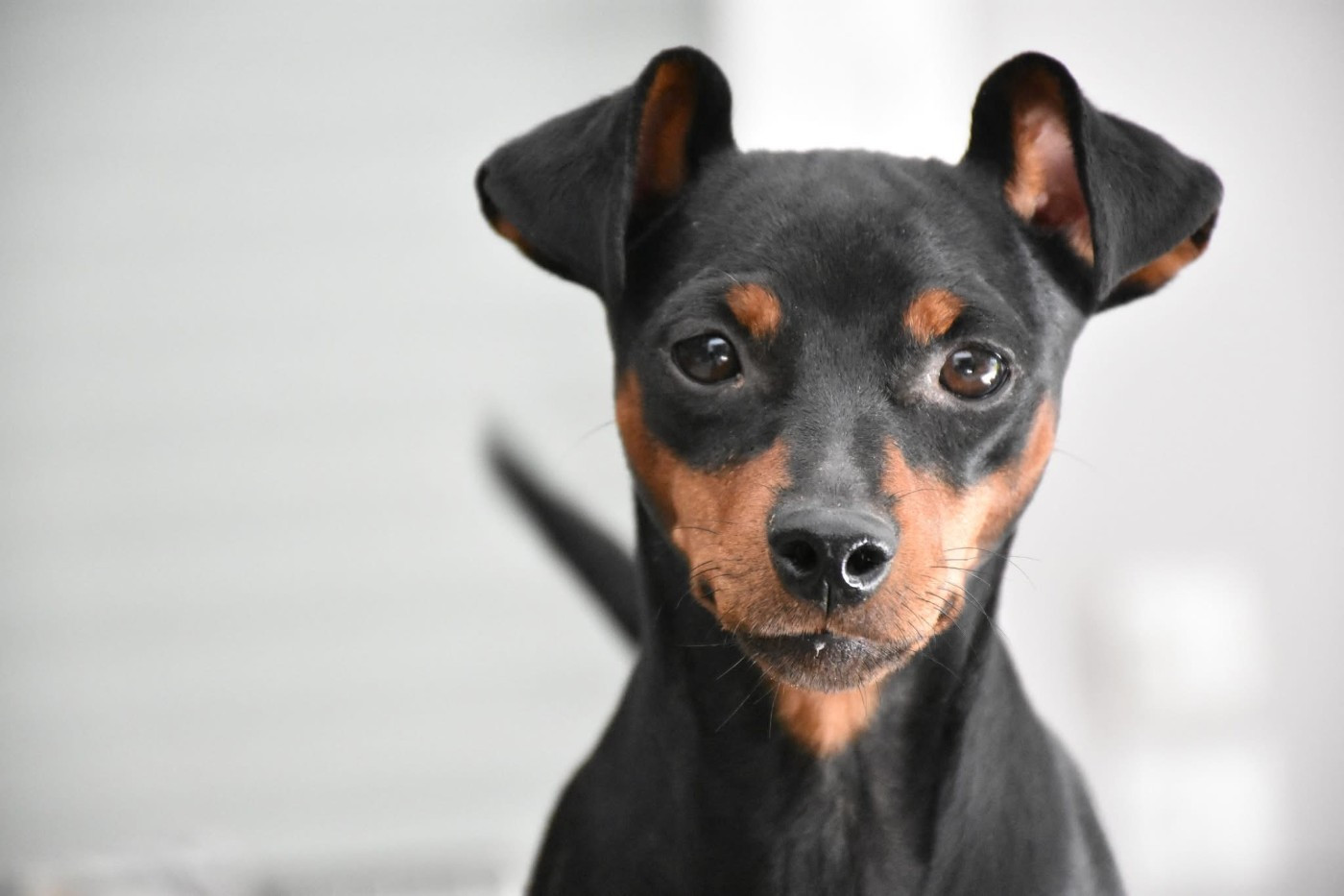 Publication : The Sweet Dream Of Cristale Auteur : Sweet Dream