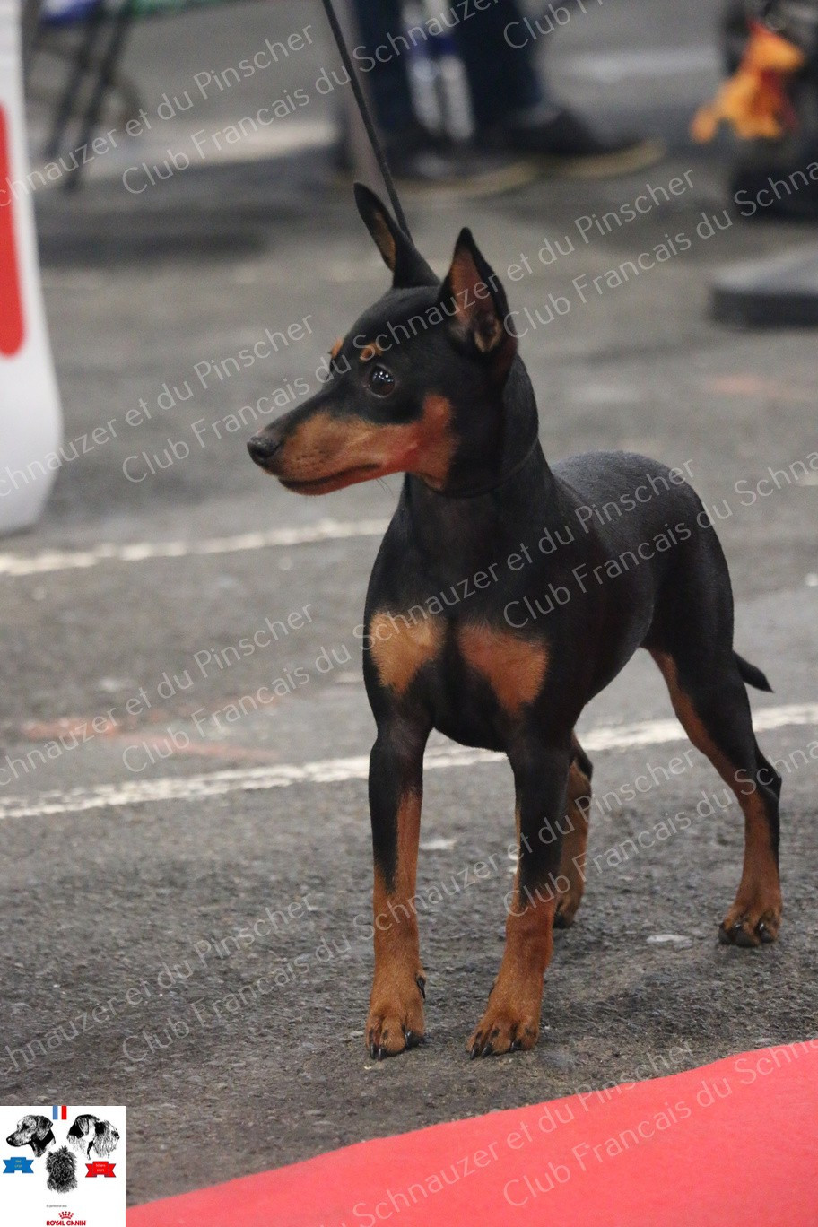 All you need is love The Sweet Dream Of Cristale - meilleure paire de la NE