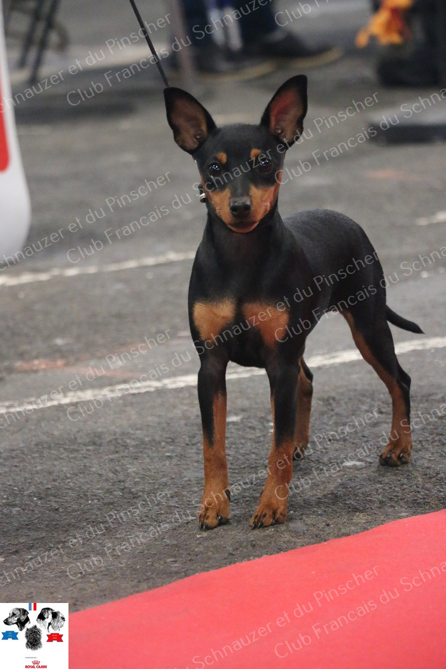 All you need is love The Sweet Dream Of Cristale - tres prometteur, meilleur baby