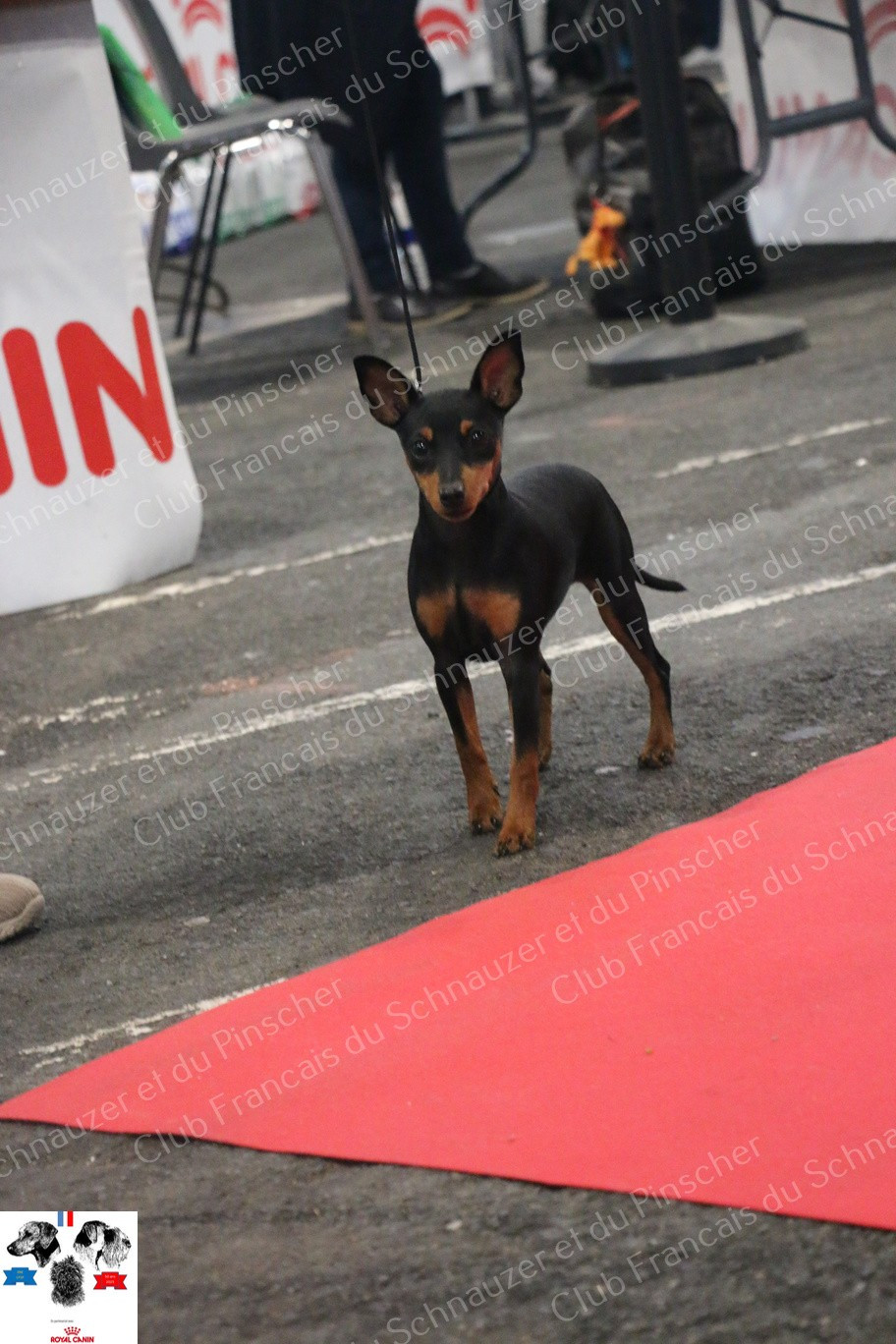 All you need is love The Sweet Dream Of Cristale - tres prometteur, meilleur baby