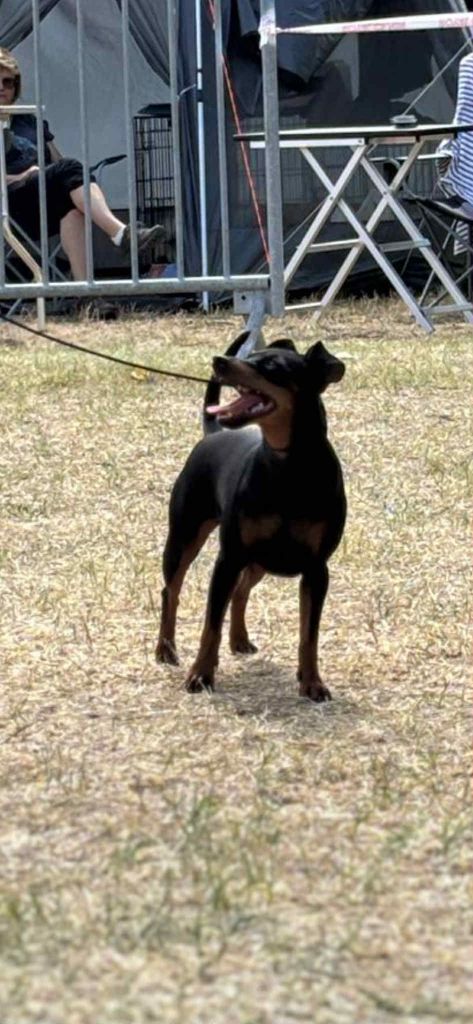 Umee The Sweet Dream Of Cristale - CACS MEILLEUR DE RACE