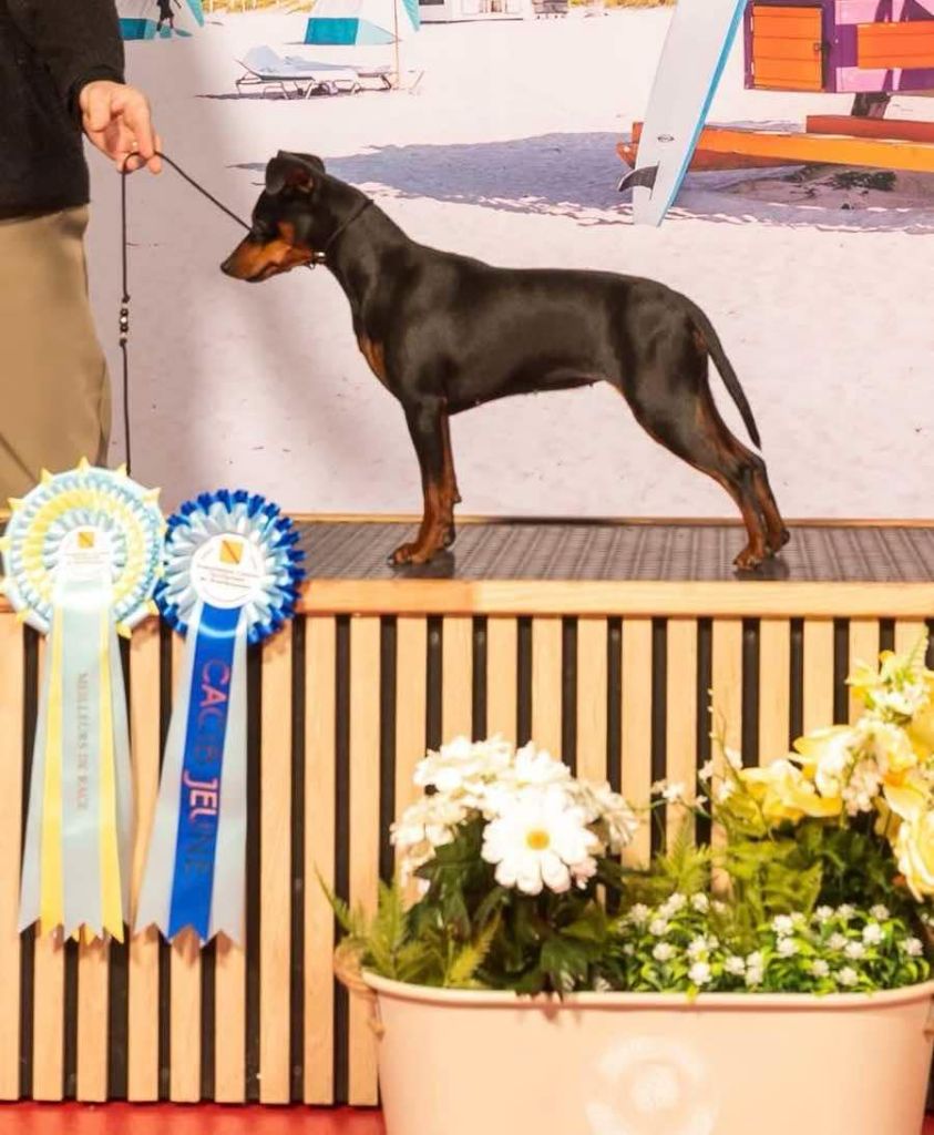 Umee The Sweet Dream Of Cristale - CACIB JEUNE ET MEILLEUR DE RACE