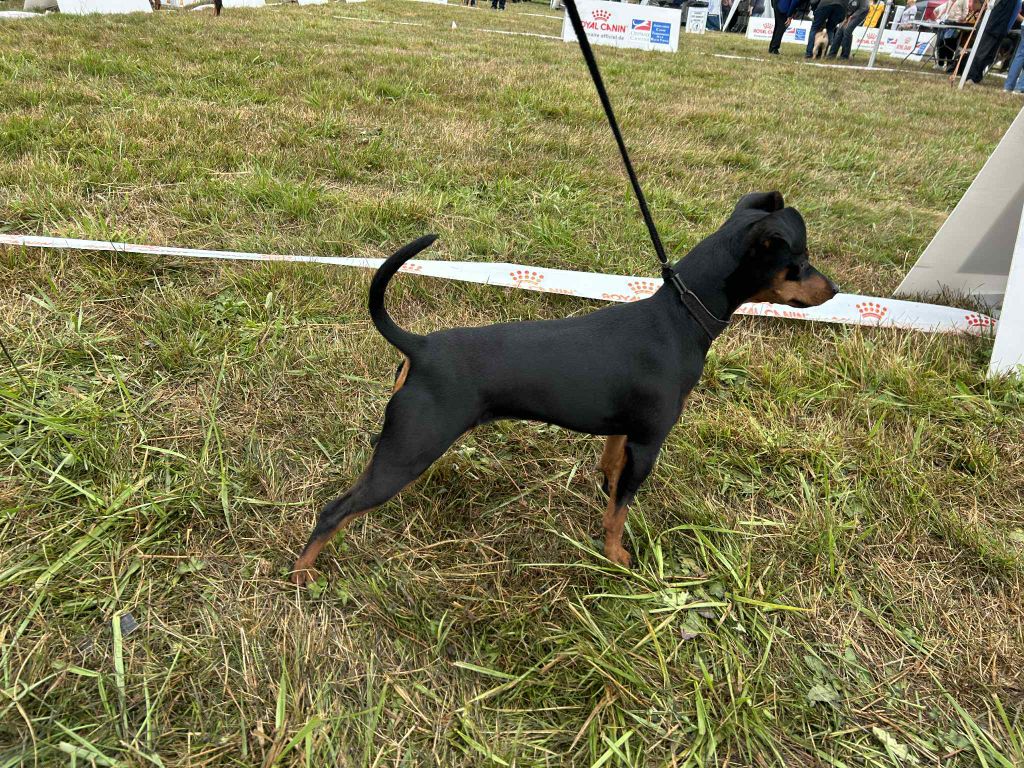 Umee The Sweet Dream Of Cristale - 1 ier excellent