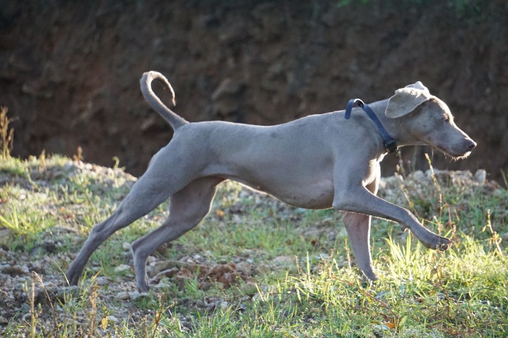 Publication : De Fantaisie De Kerma Auteur : Weimaraner Fantaisie de kerma