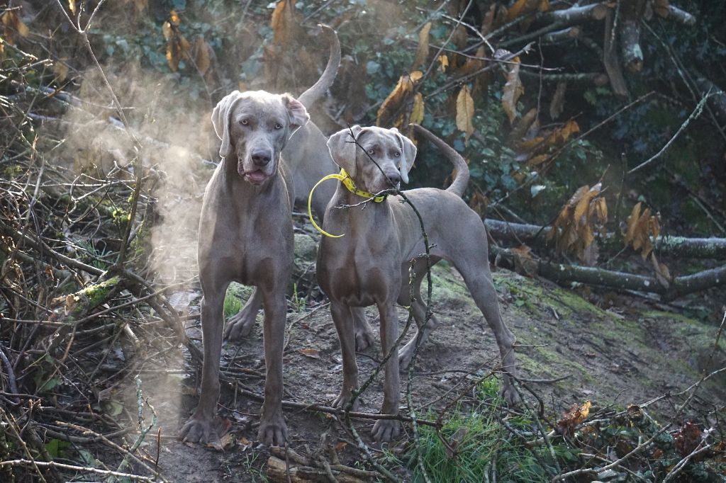 Publication : De Fantaisie De Kerma Auteur : FANTAISIE DE KERMA WEIMAR