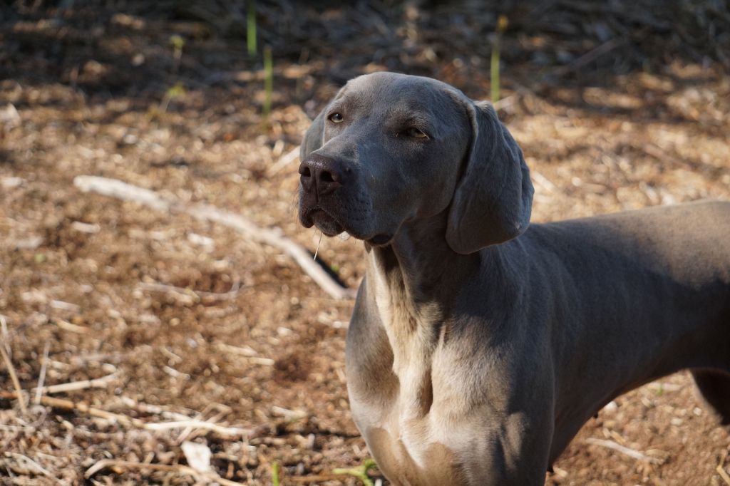 Publication : De Fantaisie De Kerma Auteur : Weimaraner Fantaisie de kerma