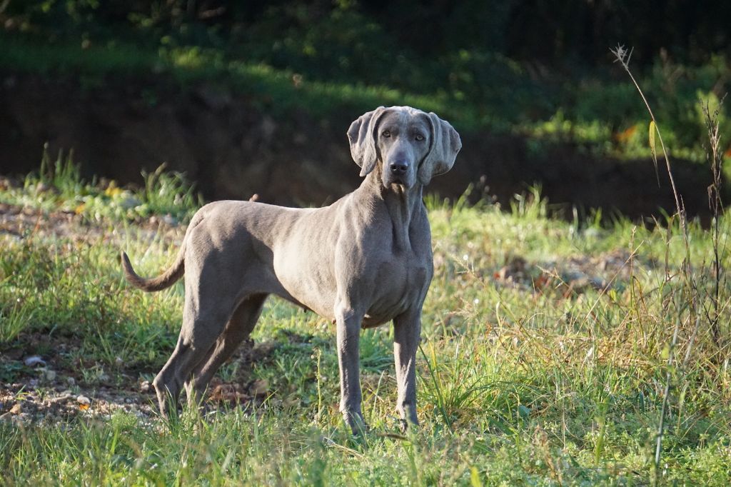 Publication : De Fantaisie De Kerma Auteur : FANTAISIE DE KERMA WEIMAR