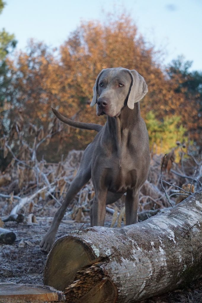 Publication : De Fantaisie De Kerma Auteur : FANTAISIE DE KERMA WEIMAR