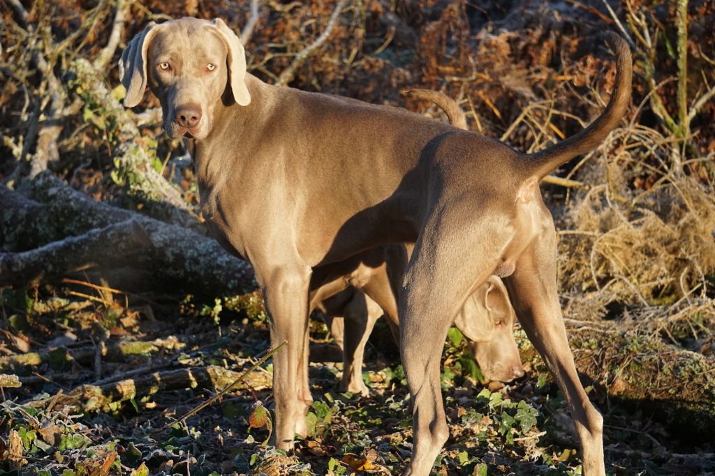 Publication : De Fantaisie De Kerma Auteur : FANTAISIE DE KERMA WEIMAR