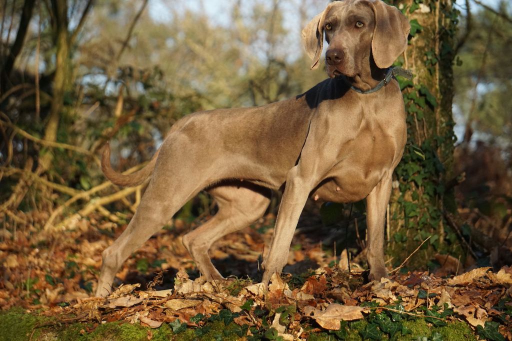 Publication : De Fantaisie De Kerma Auteur : FANTAISIE DE KERMA WEIMAR