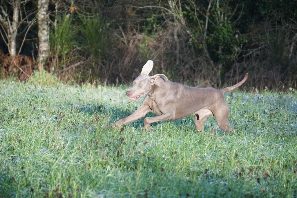 Publication : De Fantaisie De Kerma Auteur : FANTAISIE DE KERMA WEIMAR
