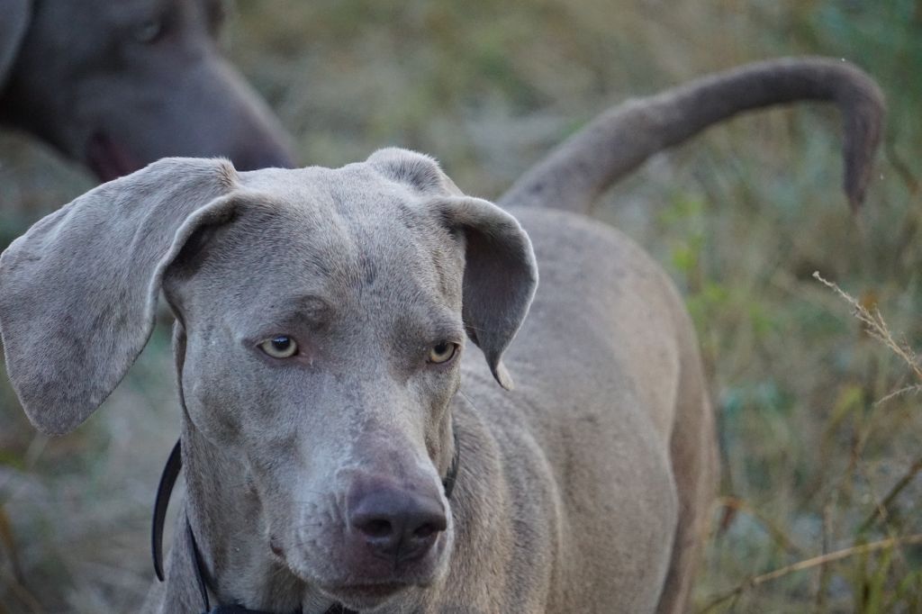 Publication : De Fantaisie De Kerma Auteur : Weimaraner Fantaisie de kerma