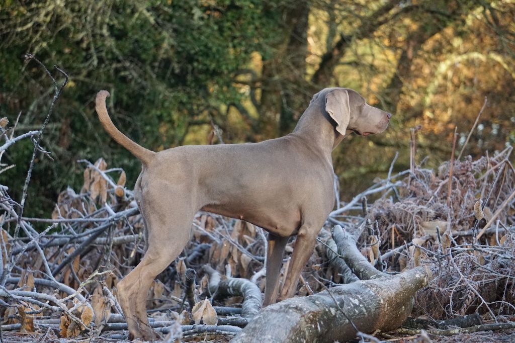 Publication : De Fantaisie De Kerma Auteur : Weimaraner Fantaisie de kerma