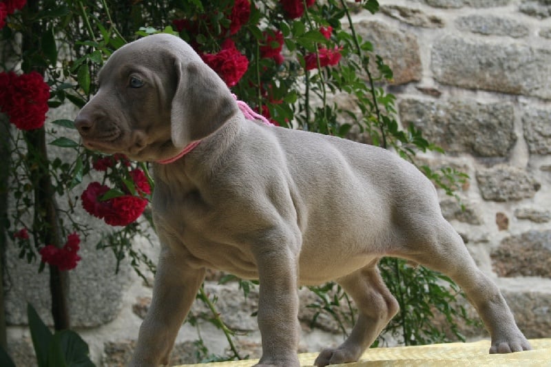 Publication : De Fantaisie De Kerma Auteur : fantaisie de kerma