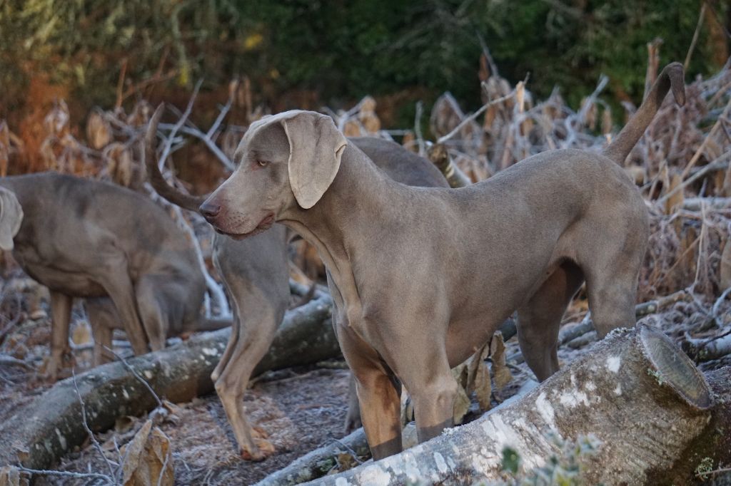 Publication : De Fantaisie De Kerma Auteur : Weimaraner Fantaisie de kerma