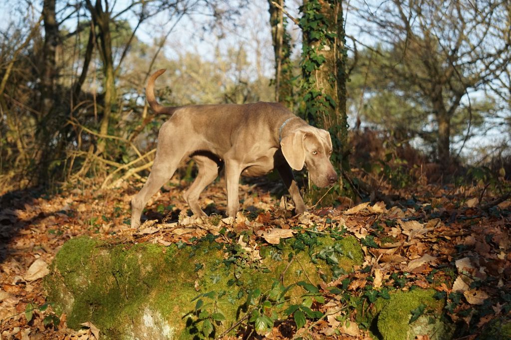 Publication : De Fantaisie De Kerma Auteur : FANTAISIE DE KERMA WEIMAR