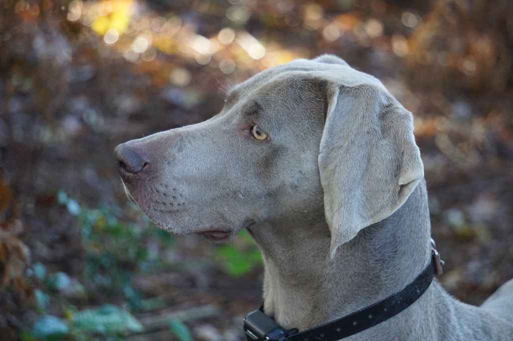 Publication : De Fantaisie De Kerma Auteur : Weimaraner Fantaisie de kerma