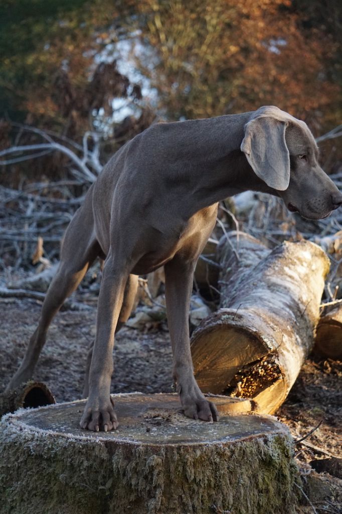 Publication : De Fantaisie De Kerma Auteur : FANTAISIE DE KERMA WEIMAR