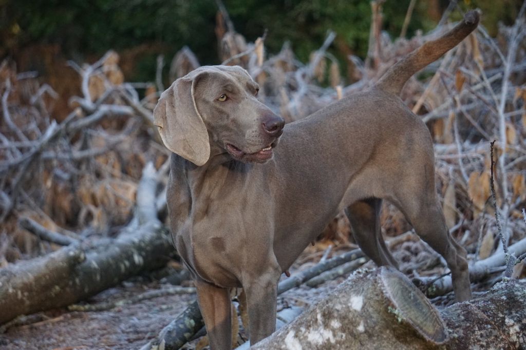 Publication : De Fantaisie De Kerma Auteur : FANTAISIE DE KERMA WEIMAR