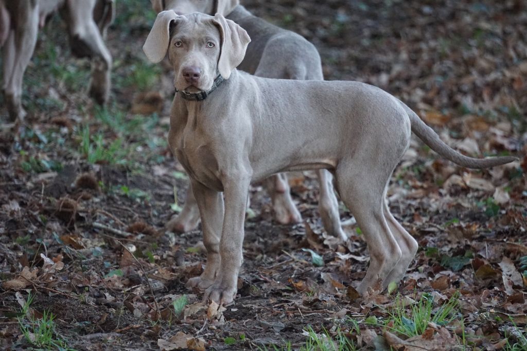 Publication : De Fantaisie De Kerma Auteur : FANTAISIE DE KERMA WEIMAR