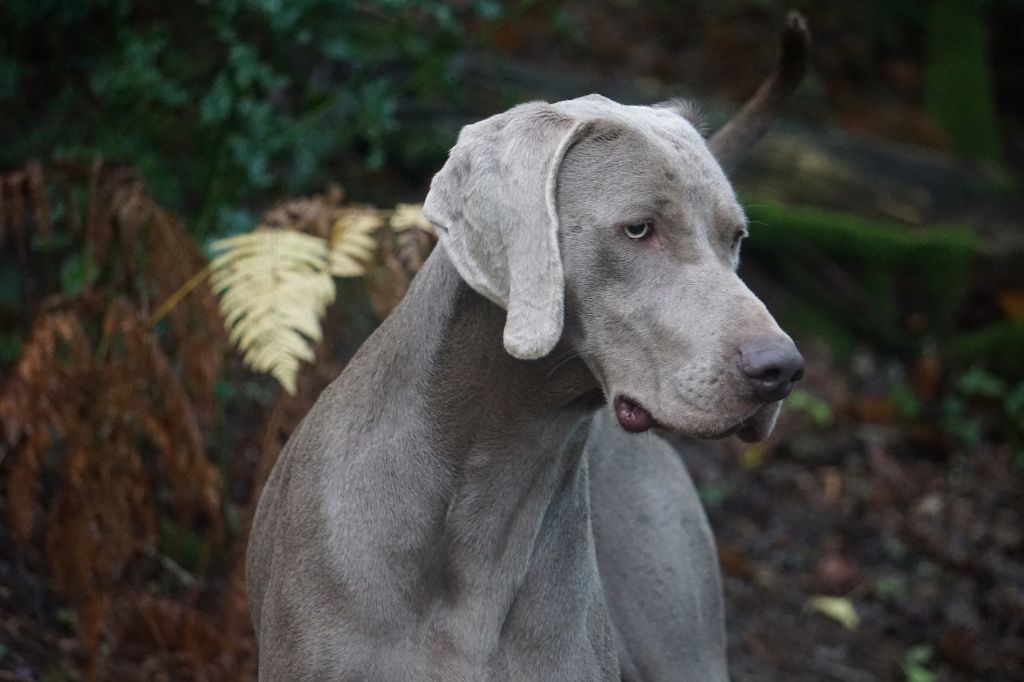 Publication : De Fantaisie De Kerma Auteur : FANTAISIE DE KERMA WEIMAR