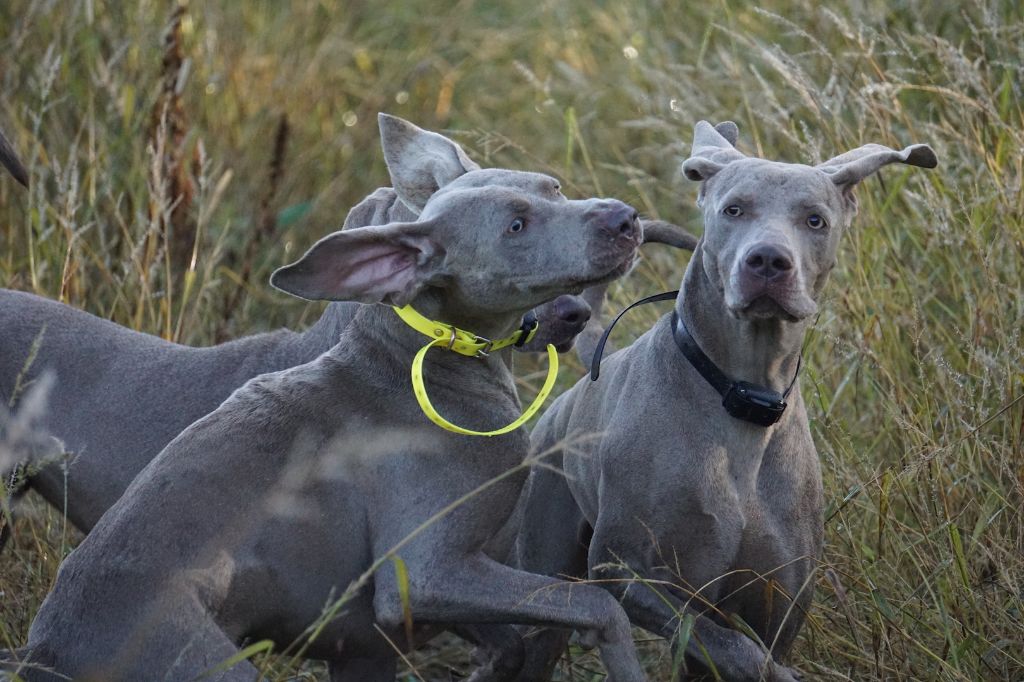 Publication : De Fantaisie De Kerma Auteur : Weimaraner Fantaisie de kerma