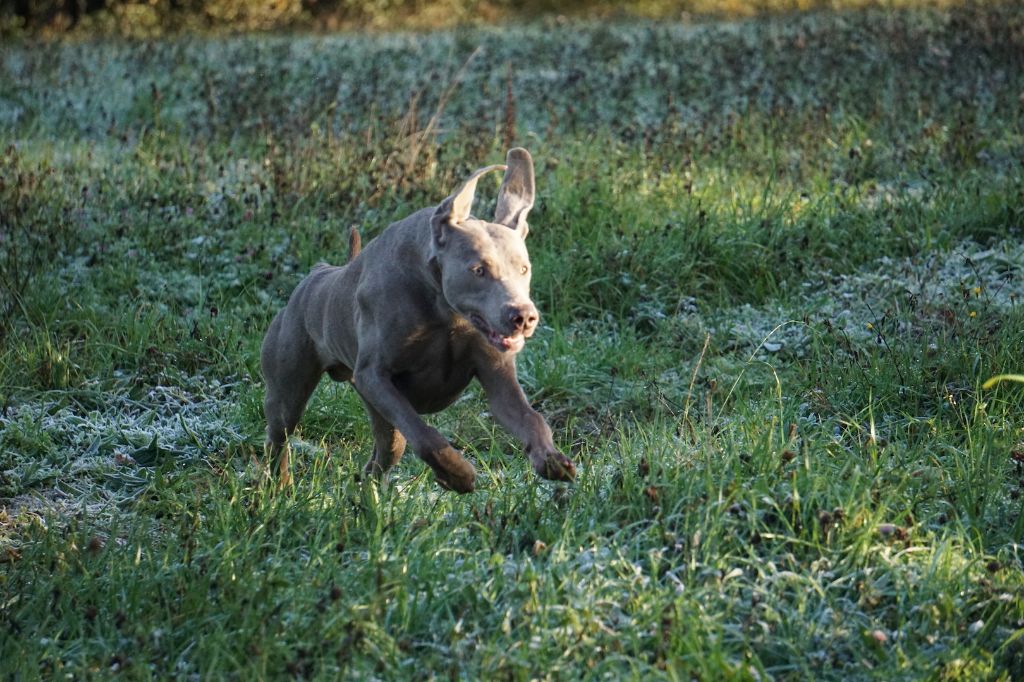 Publication : De Fantaisie De Kerma Auteur : FANTAISIE DE KERMA WEIMAR