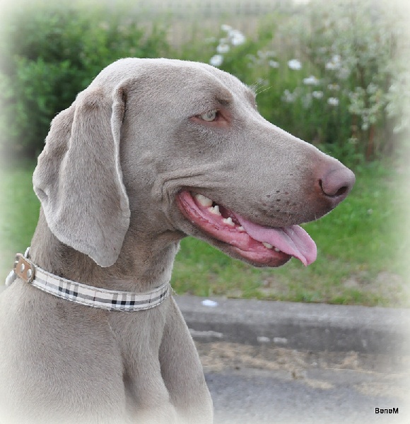 Publication : De Fantaisie De Kerma Auteur : fantaisie de kerma