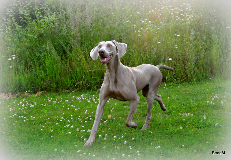 Publication : De Fantaisie De Kerma Auteur : fantaisie de kerma