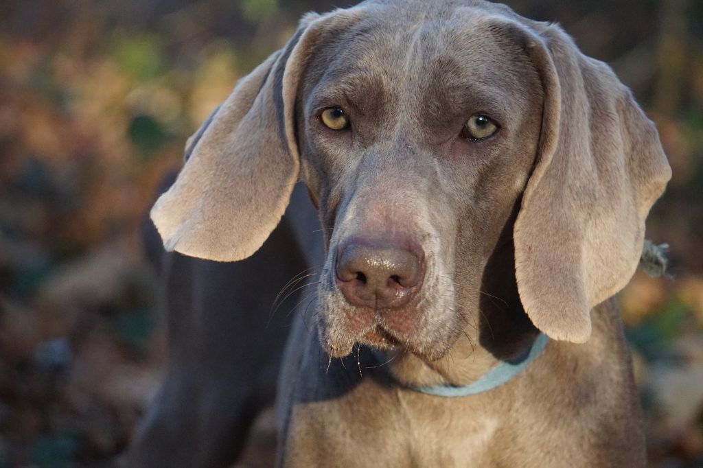 Publication : De Fantaisie De Kerma Auteur : FANTAISIE DE KERMA WEIMAR