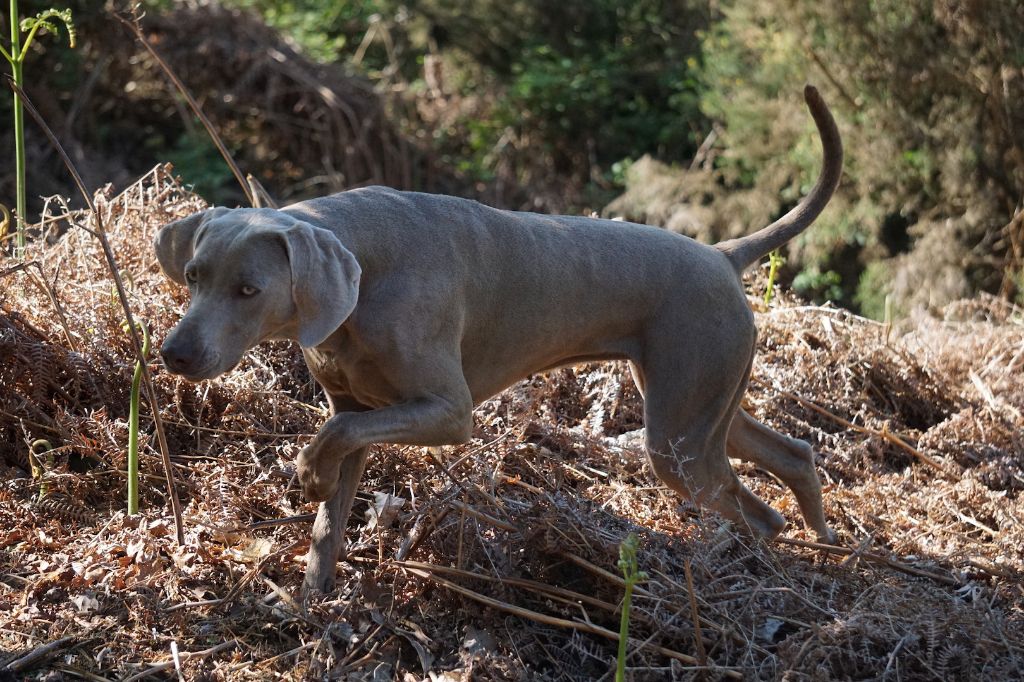 Publication : De Fantaisie De Kerma Auteur : Weimaraner Fantaisie de kerma