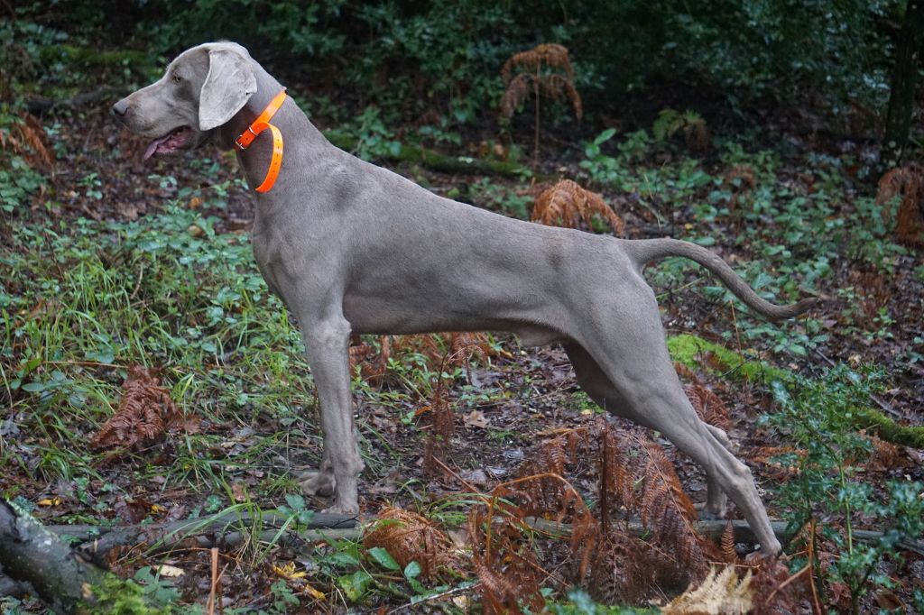 Publication : De Fantaisie De Kerma Auteur : FANTAISIE DE KERMA WEIMAR