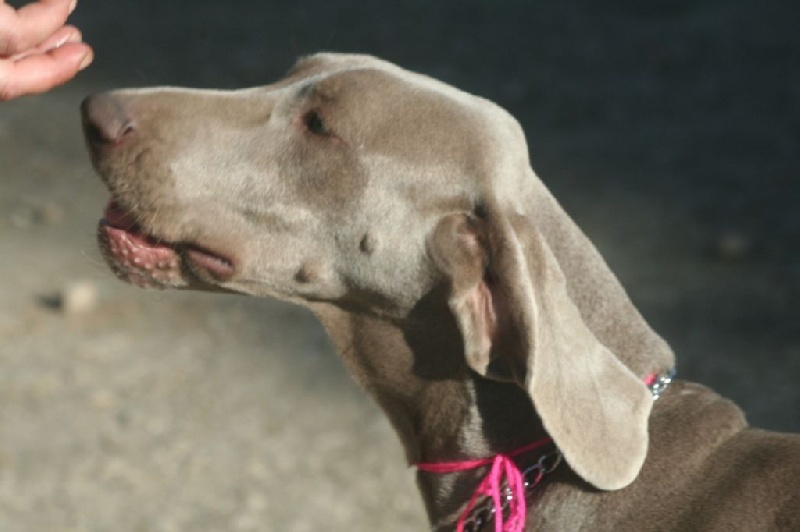 Publication : De Fantaisie De Kerma Auteur : fantaisie de kerma