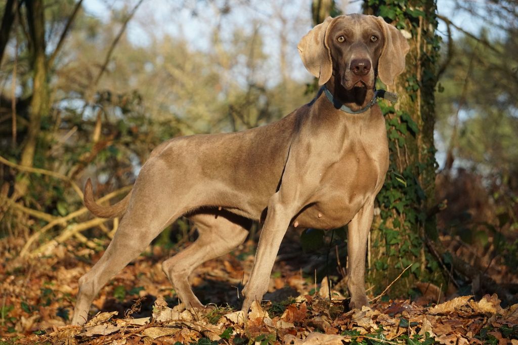 Publication : De Fantaisie De Kerma Auteur : FANTAISIE DE KERMA WEIMAR
