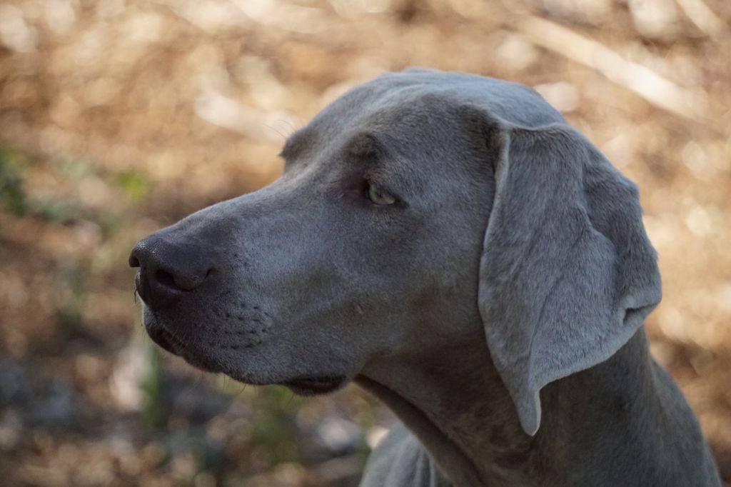Publication : De Fantaisie De Kerma Auteur : Weimaraner Fantaisie de kerma