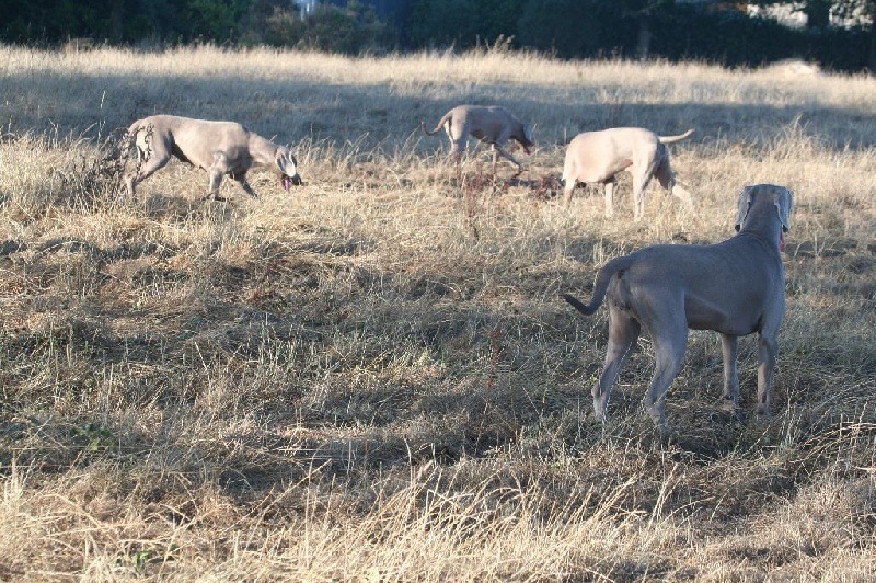 Publication : De Fantaisie De Kerma Auteur : fantaisie de kerma
