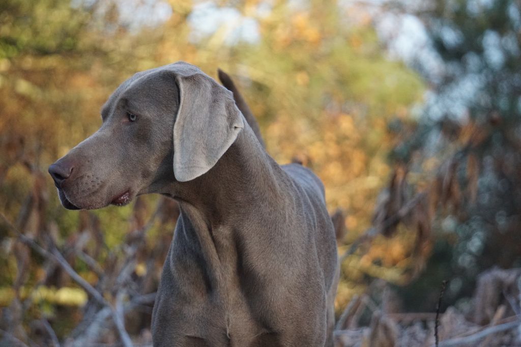Publication : De Fantaisie De Kerma Auteur : FANTAISIE DE KERMA WEIMAR