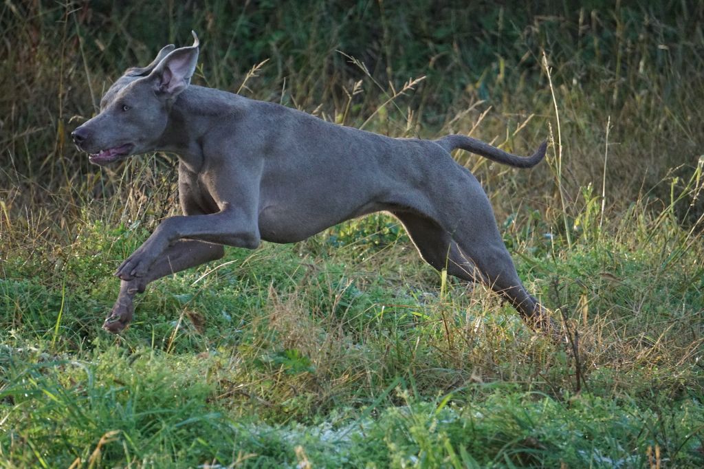 Publication : De Fantaisie De Kerma Auteur : FANTAISIE DE KERMA WEIMAR