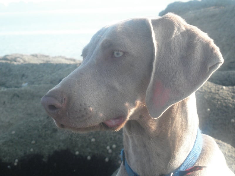 Publication : De Fantaisie De Kerma Auteur : fantaisie de kerma