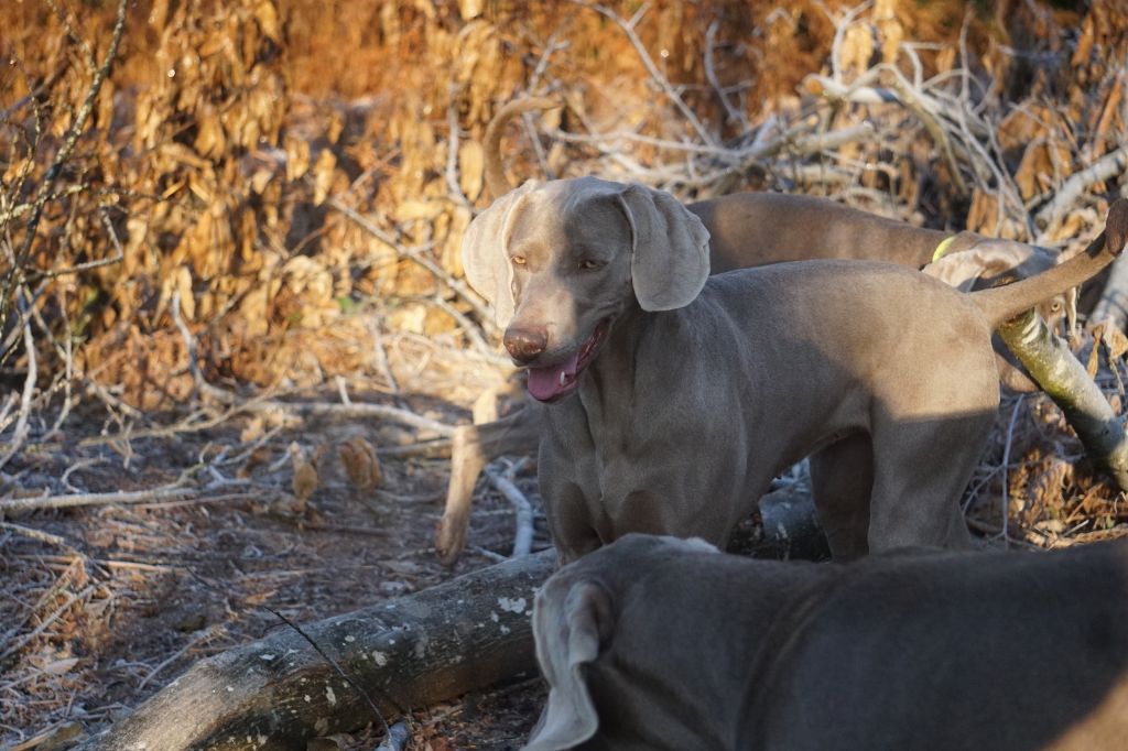 Publication : De Fantaisie De Kerma Auteur : Weimaraner Fantaisie de kerma