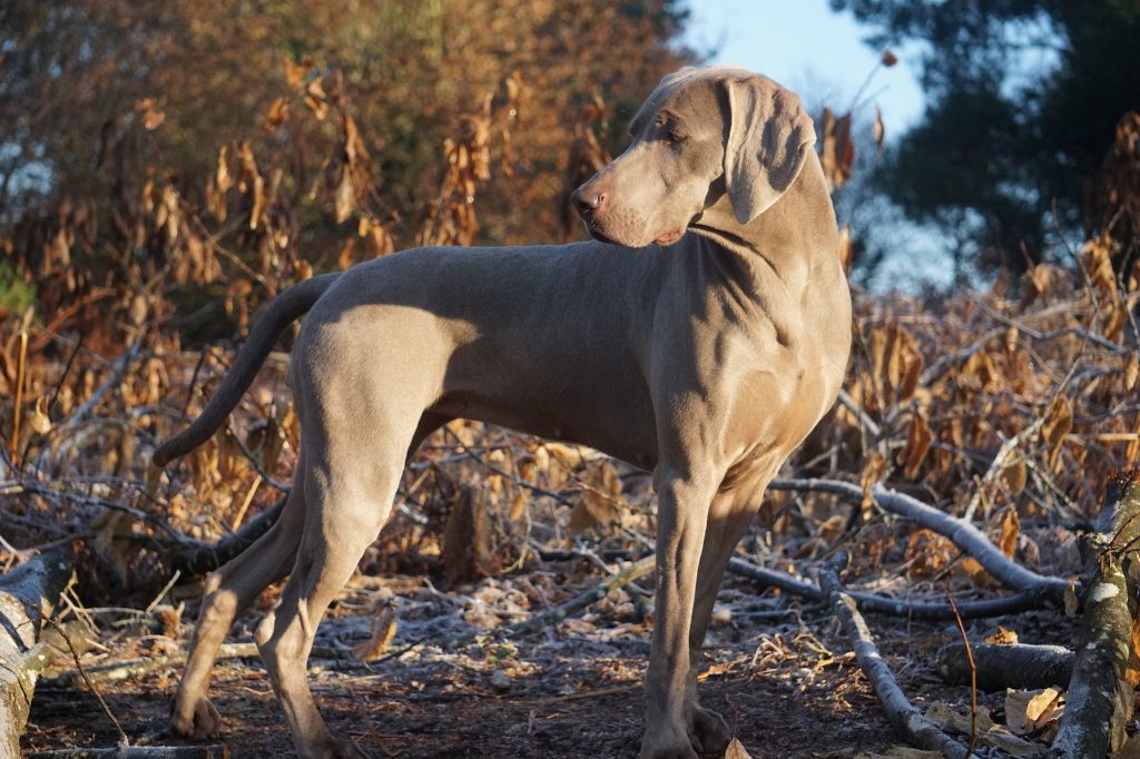 Publication : De Fantaisie De Kerma Auteur : Weimaraner Fantaisie de kerma