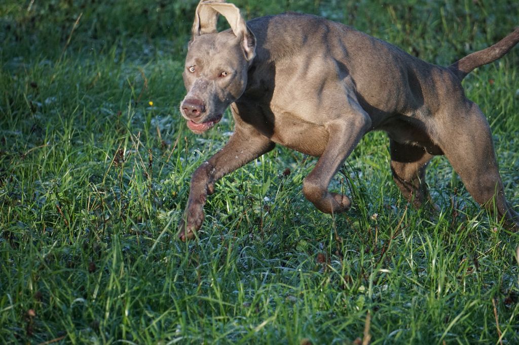 Publication : De Fantaisie De Kerma Auteur : FANTAISIE DE KERMA WEIMAR